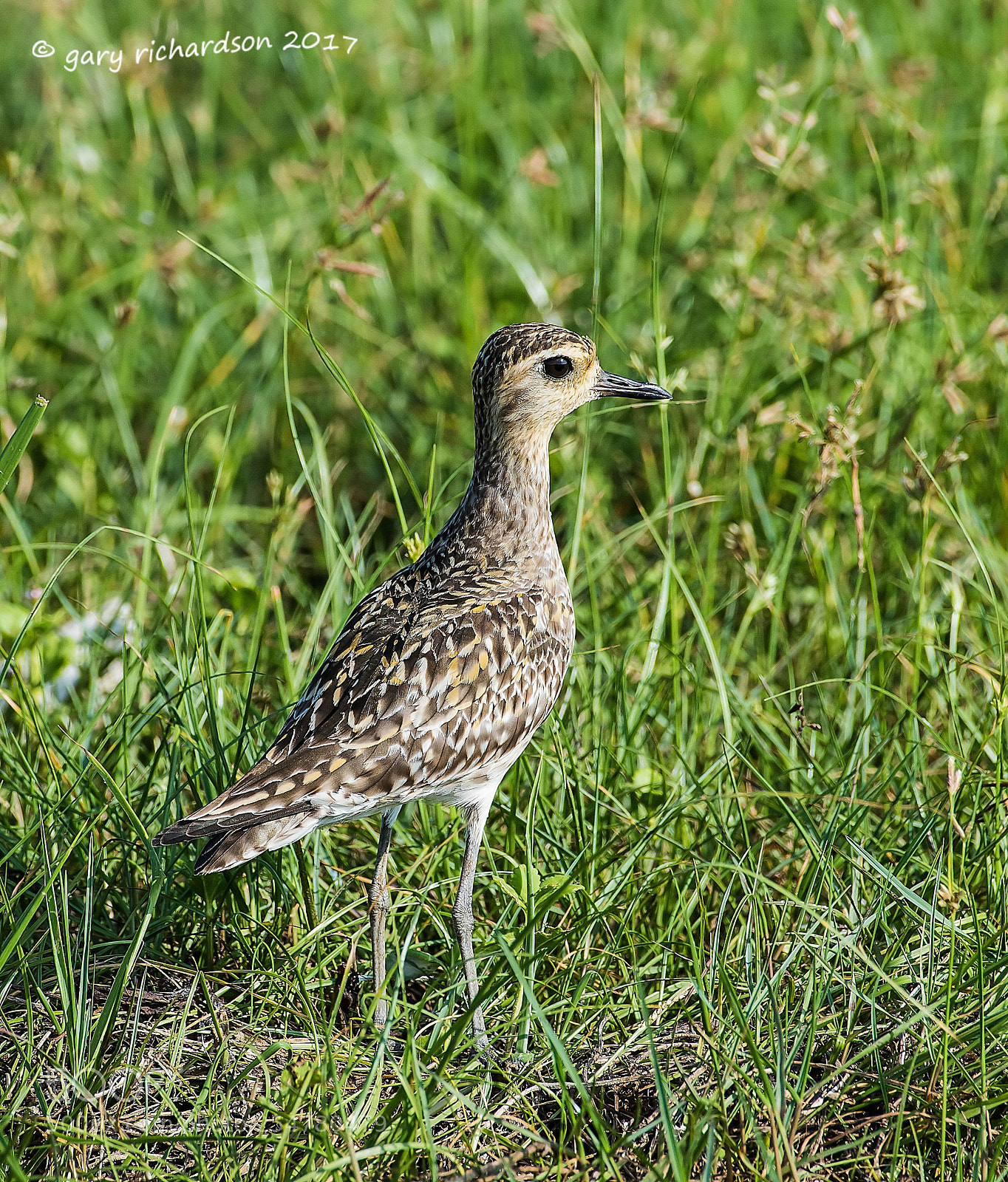 Nikon D810 sample photo. Pacific golden plover bundala photography