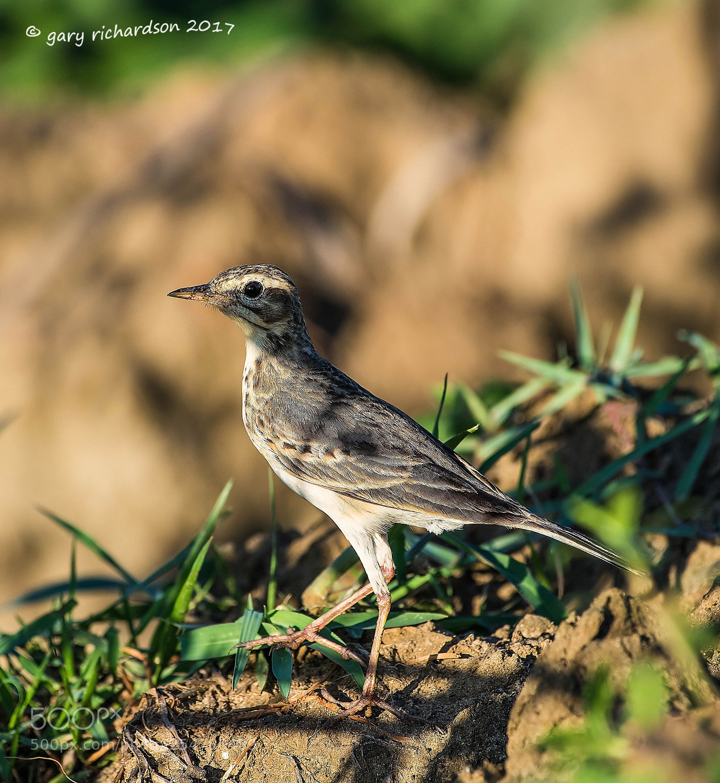 Nikon D810 sample photo. Paddyfield pipit tissamaharama sri photography
