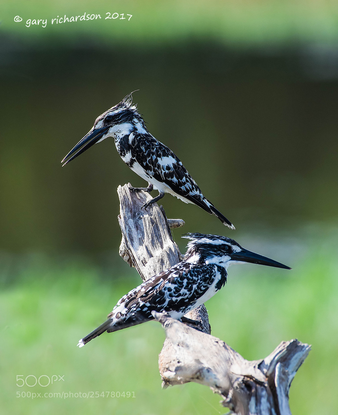 Nikon D810 sample photo. Pied kingfisher bundala sri photography