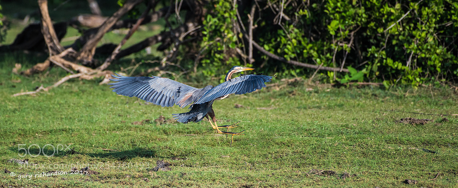 Nikon D810 sample photo. Purple heron bundala sri photography