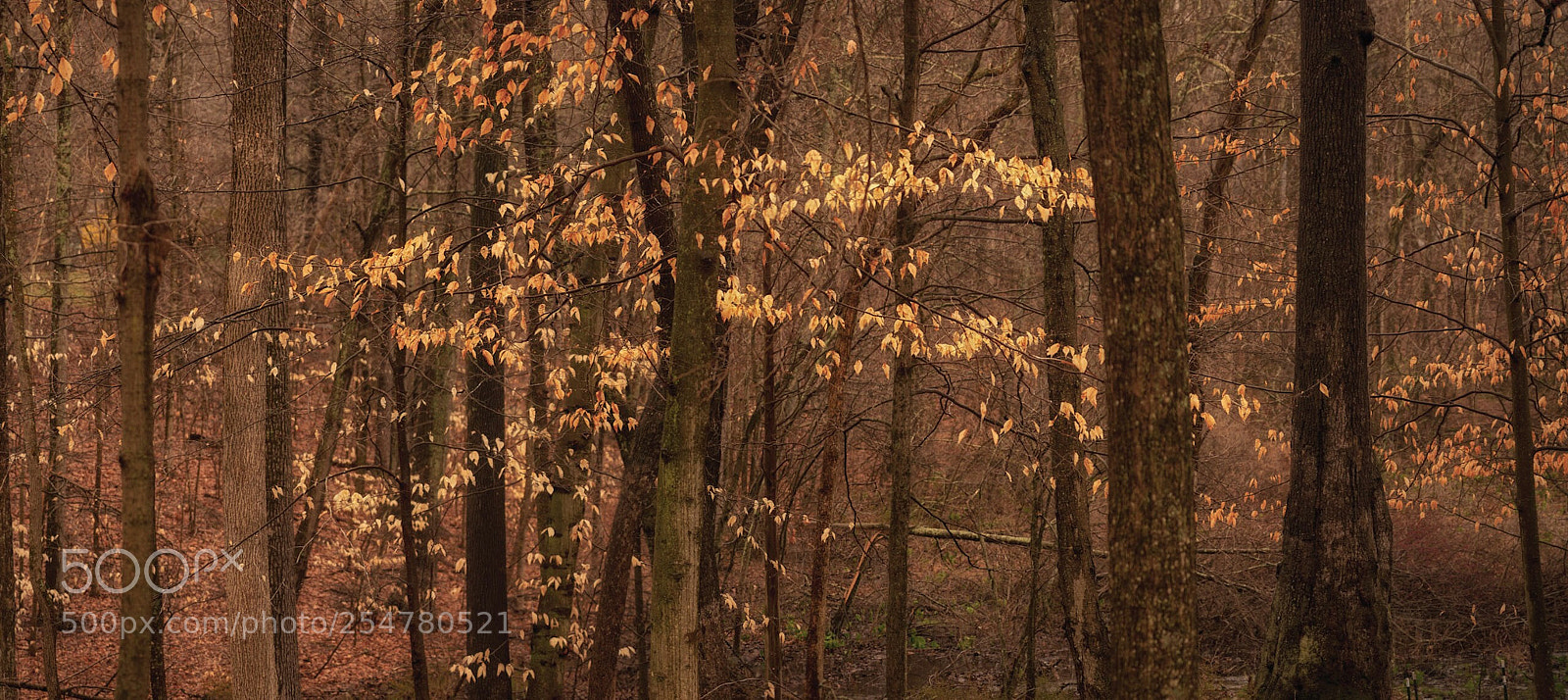 Sony a7R II sample photo. Woodland leaves  photography