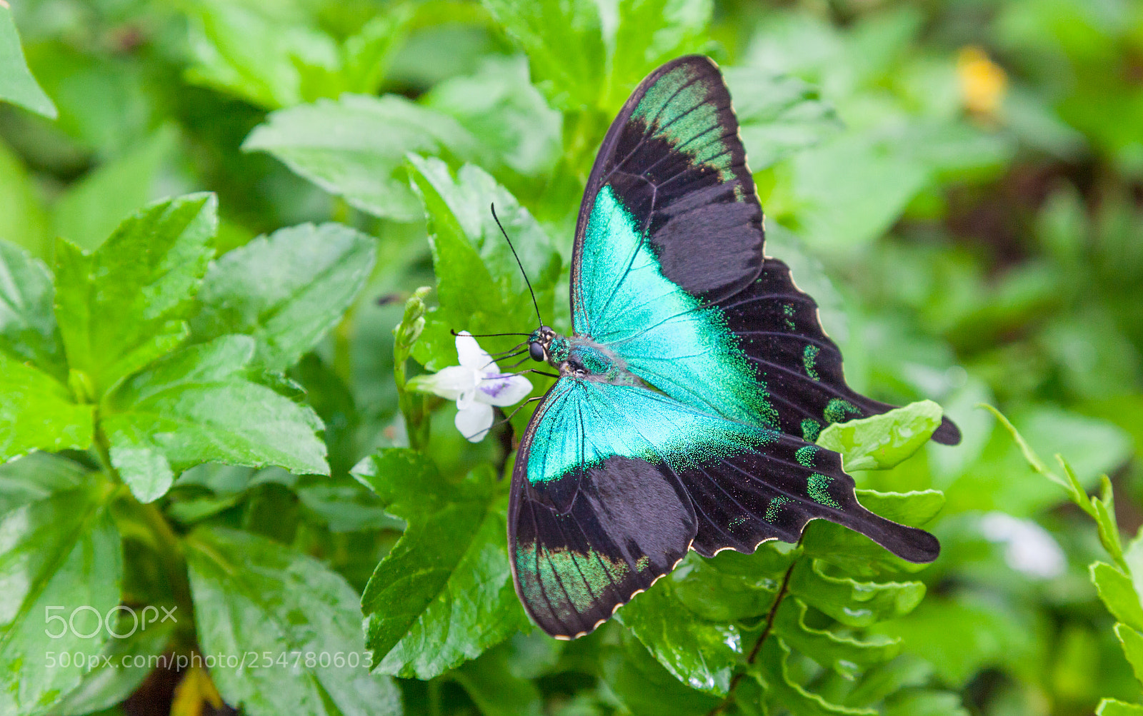 Canon EOS 5D Mark II sample photo. Blue and black butterfly photography