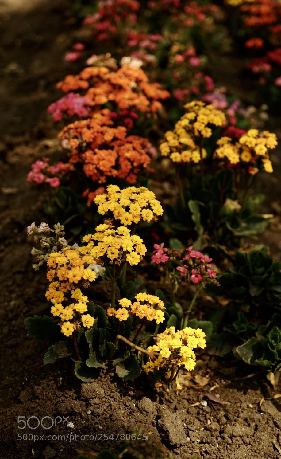 Sony a7 II sample photo. The whole ensamble  photography