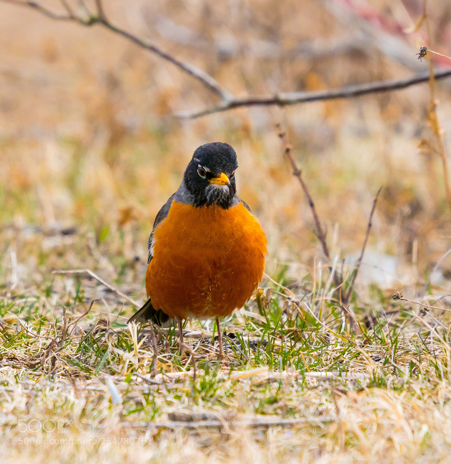 Sony a6500 sample photo. Robin-2 photography