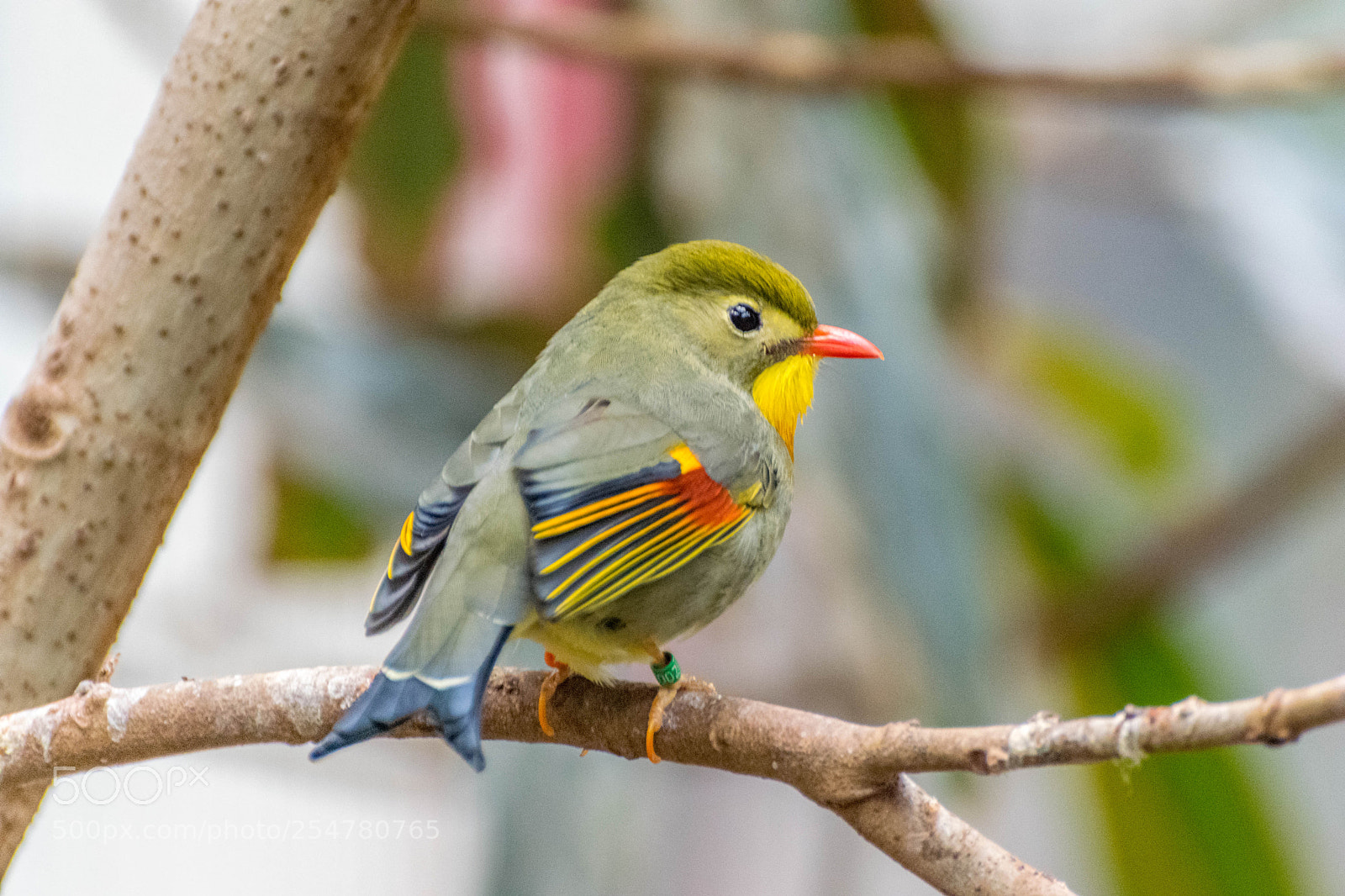 Nikon D3300 sample photo. Pekin robin photography