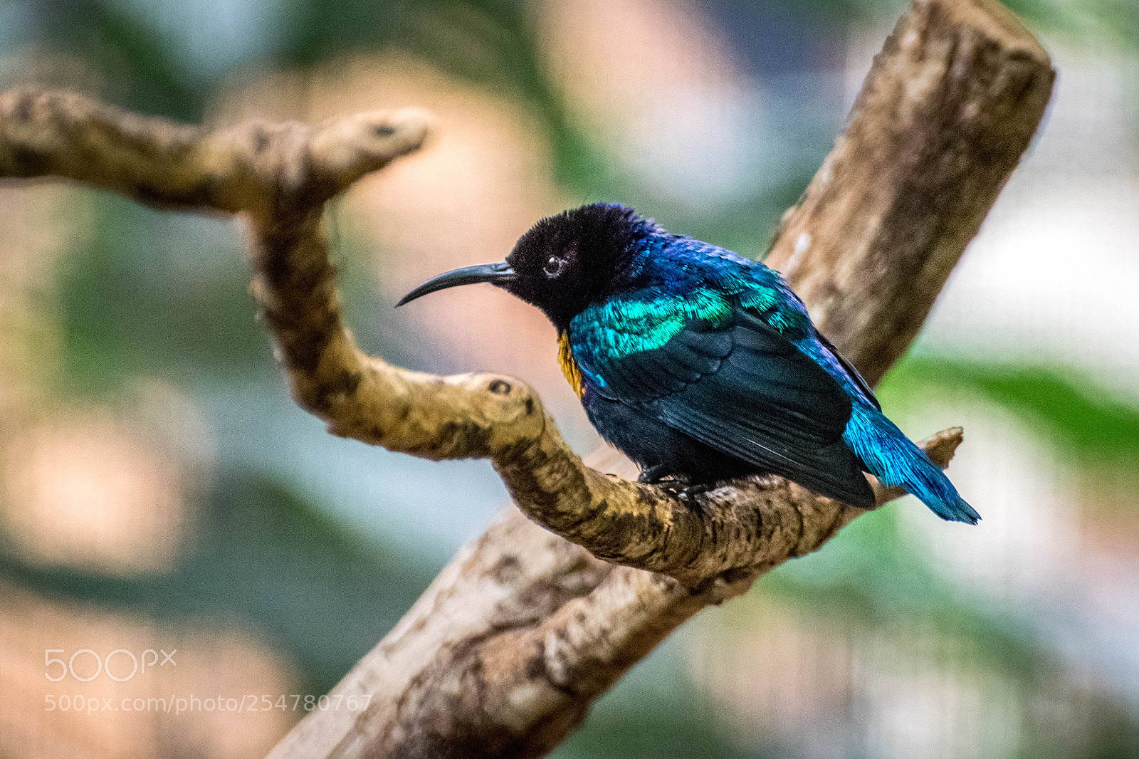 Nikon D3300 sample photo. Splendid sunbird photography