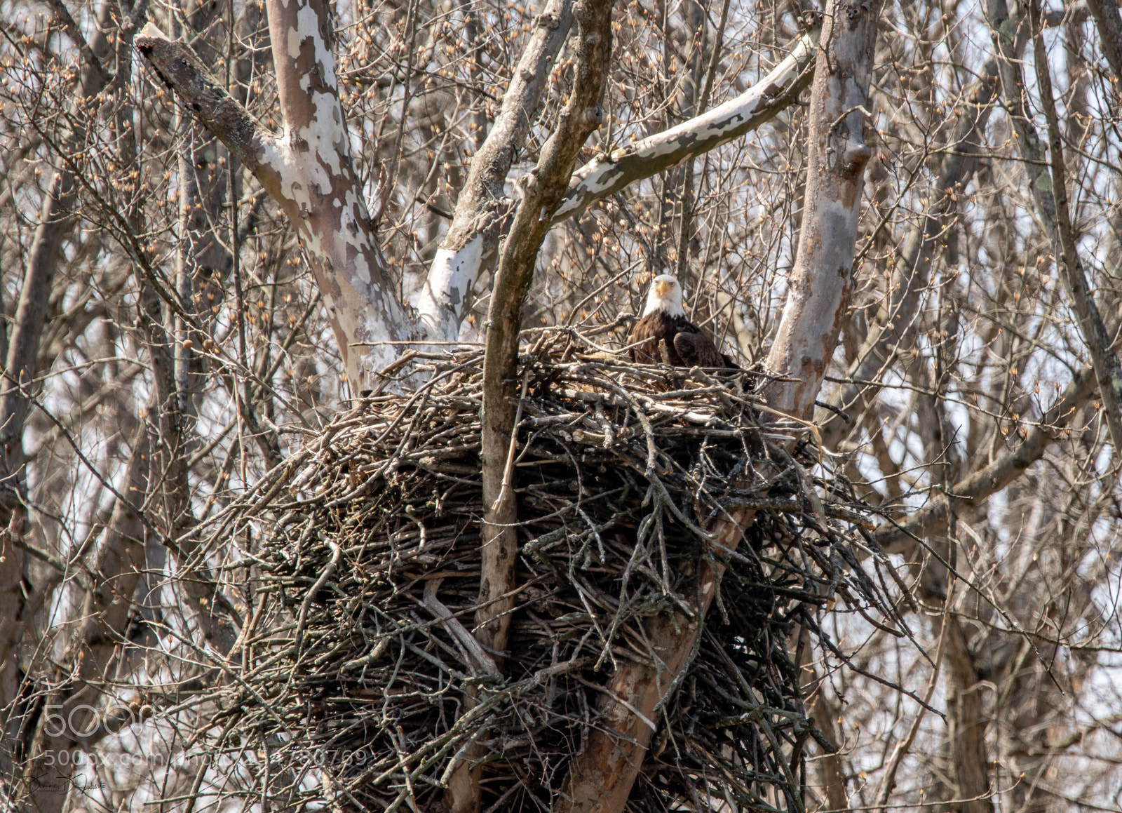 Sony ILCA-77M2 sample photo. Bald eagle photography