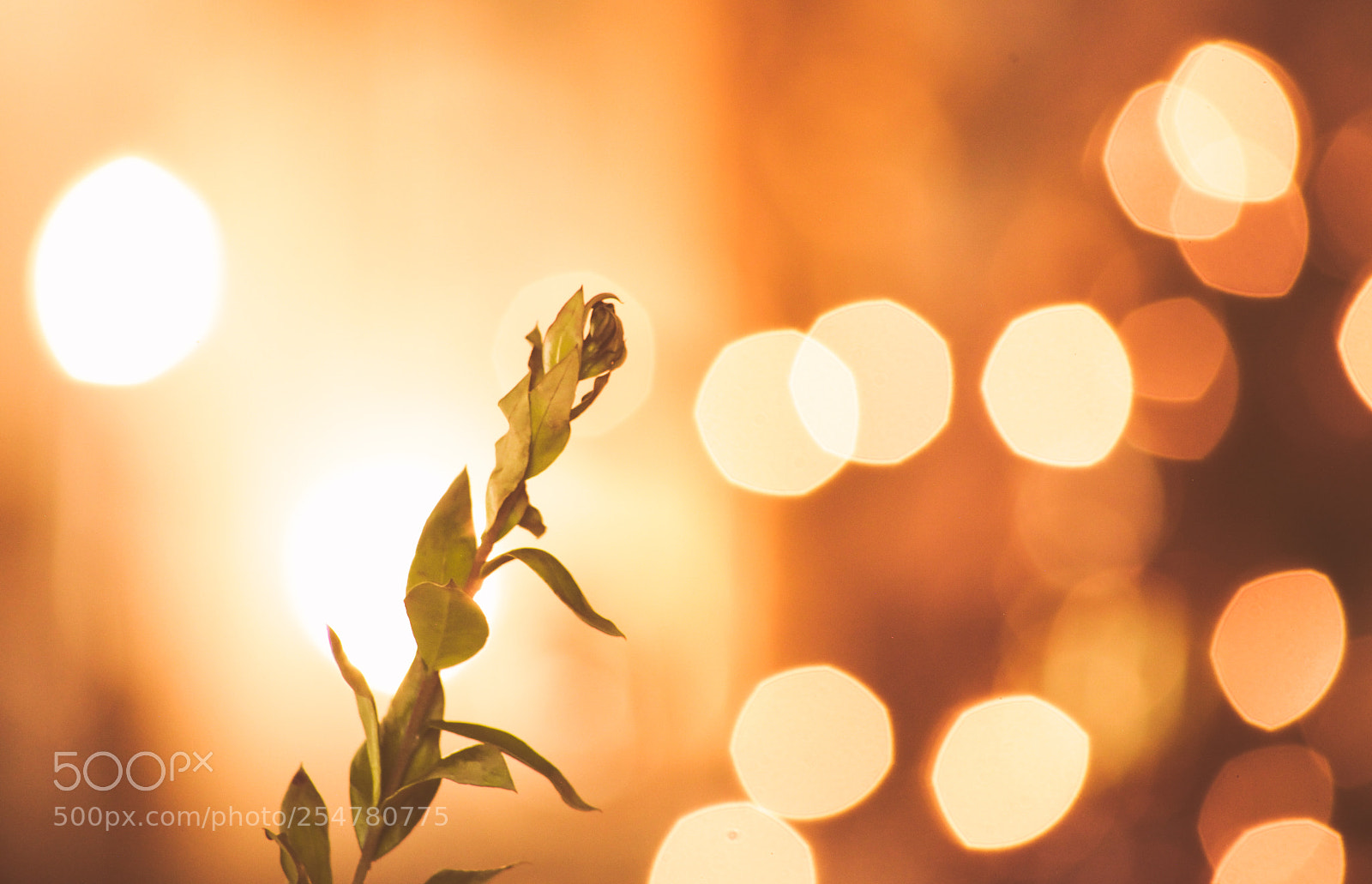 Canon EOS 5D Mark II sample photo. Bokah leaf photography
