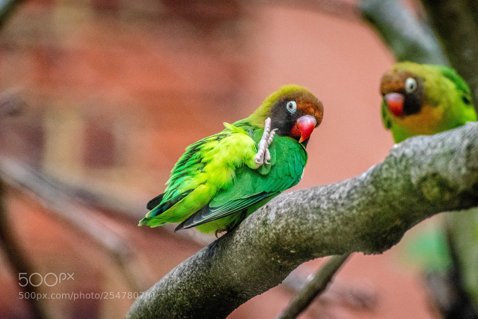 Nikon D3300 sample photo. Black-cheeked lovebirds photography