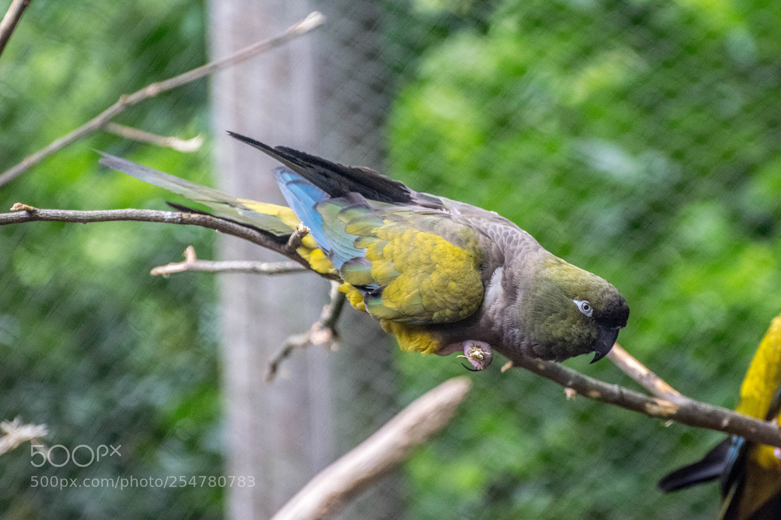 Nikon D3300 sample photo. Parrot photography