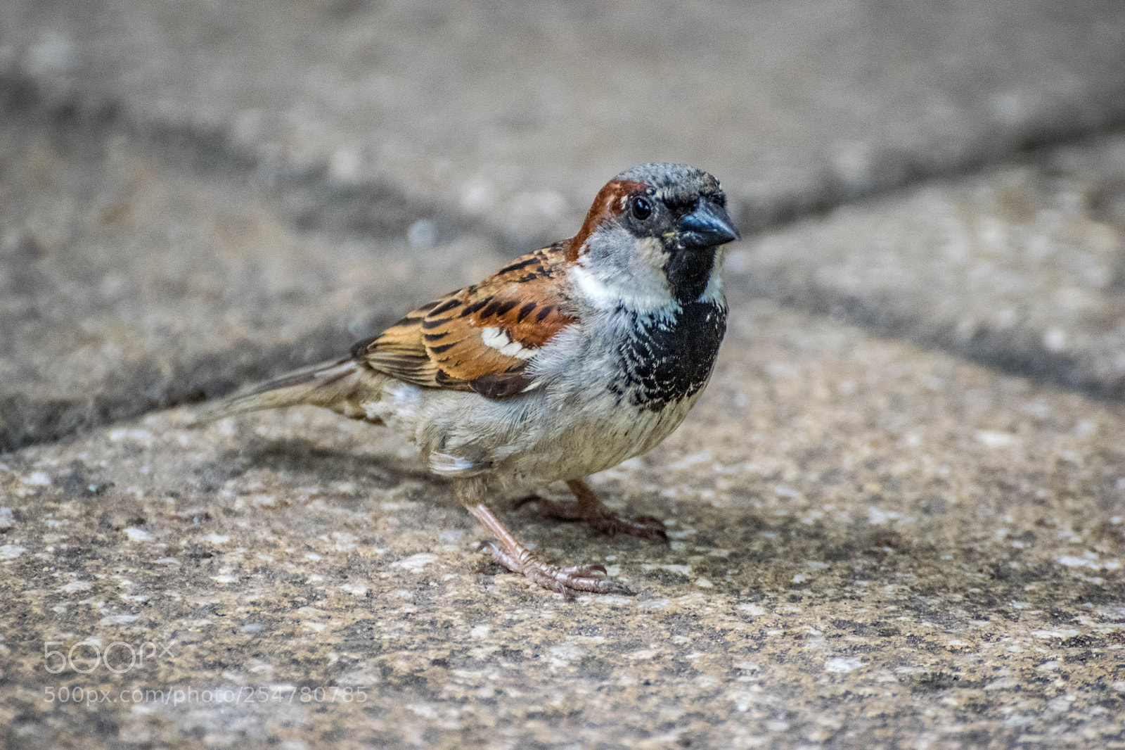 Nikon D3300 sample photo. House sparrow photography