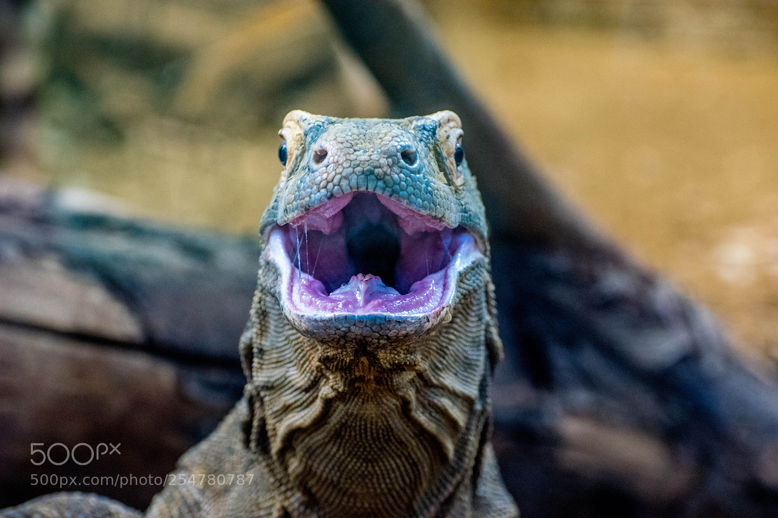 Nikon D3300 sample photo. Komodo dragon photography