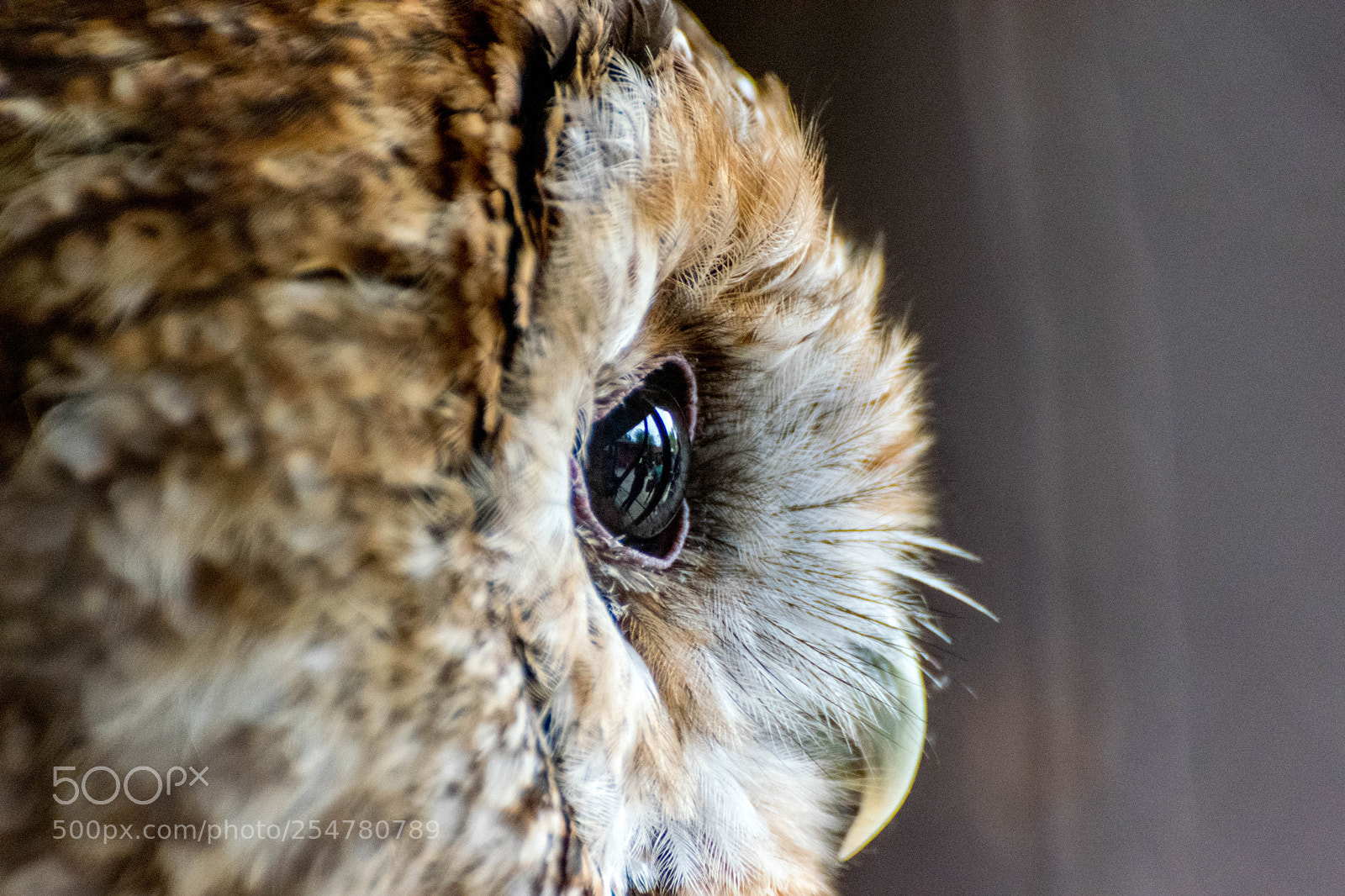 Nikon D3300 sample photo. Owl photography