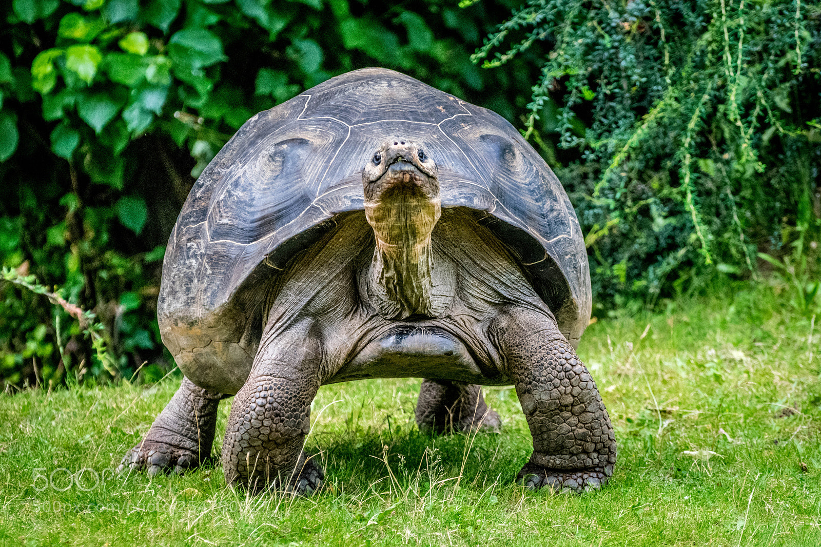 Nikon D3300 sample photo. Galapagos tortoise photography