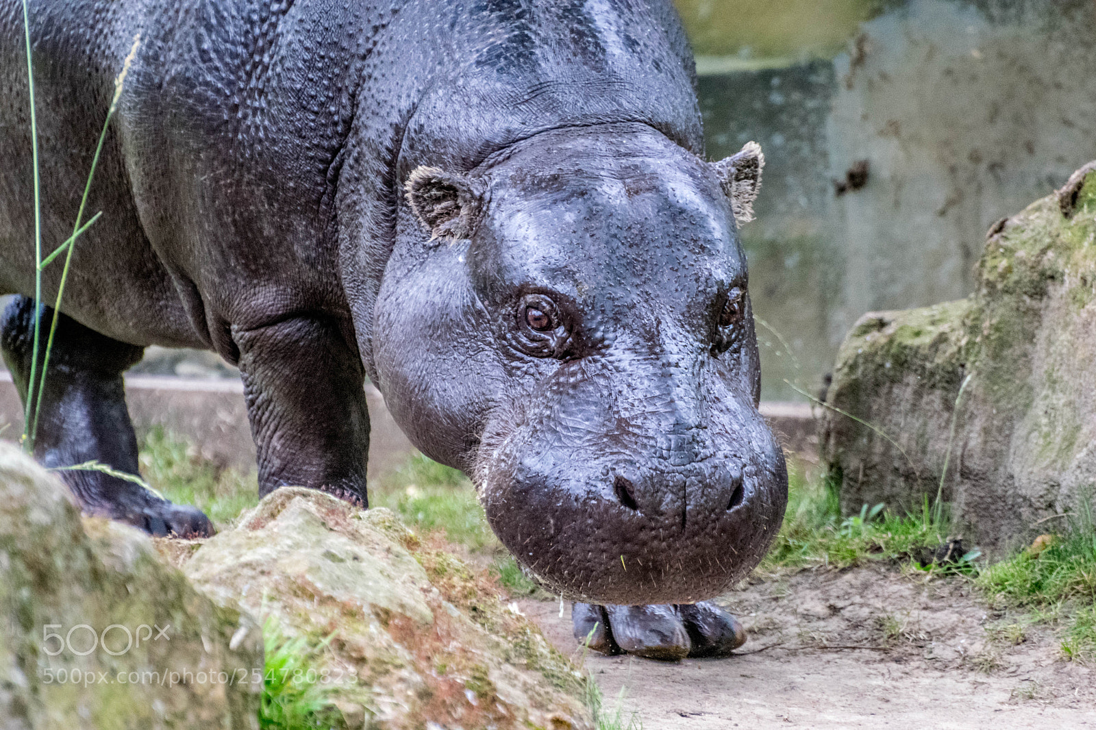 Nikon D3300 sample photo. Hippo photography