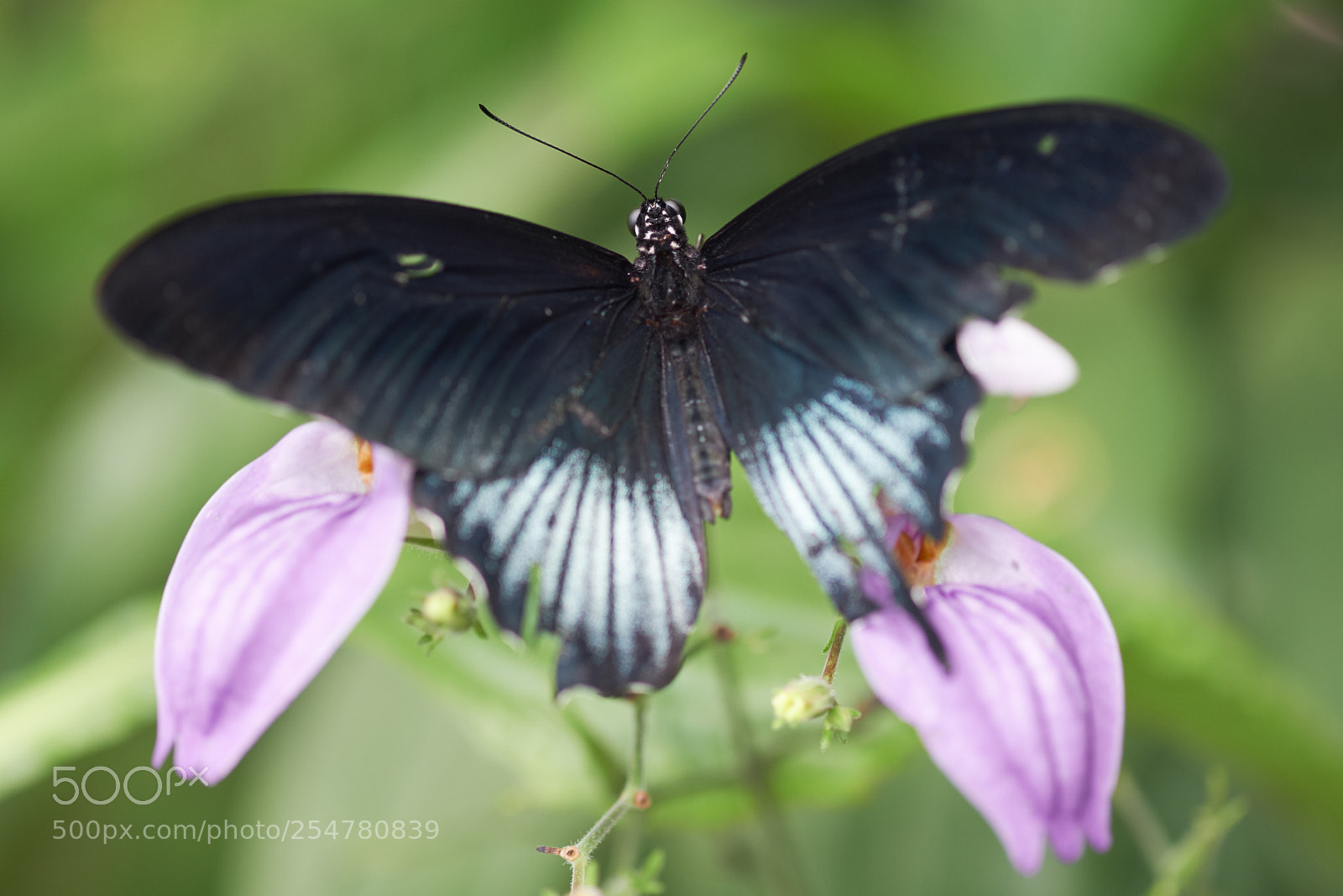 Fujifilm X-T20 sample photo. Butterfly look photography