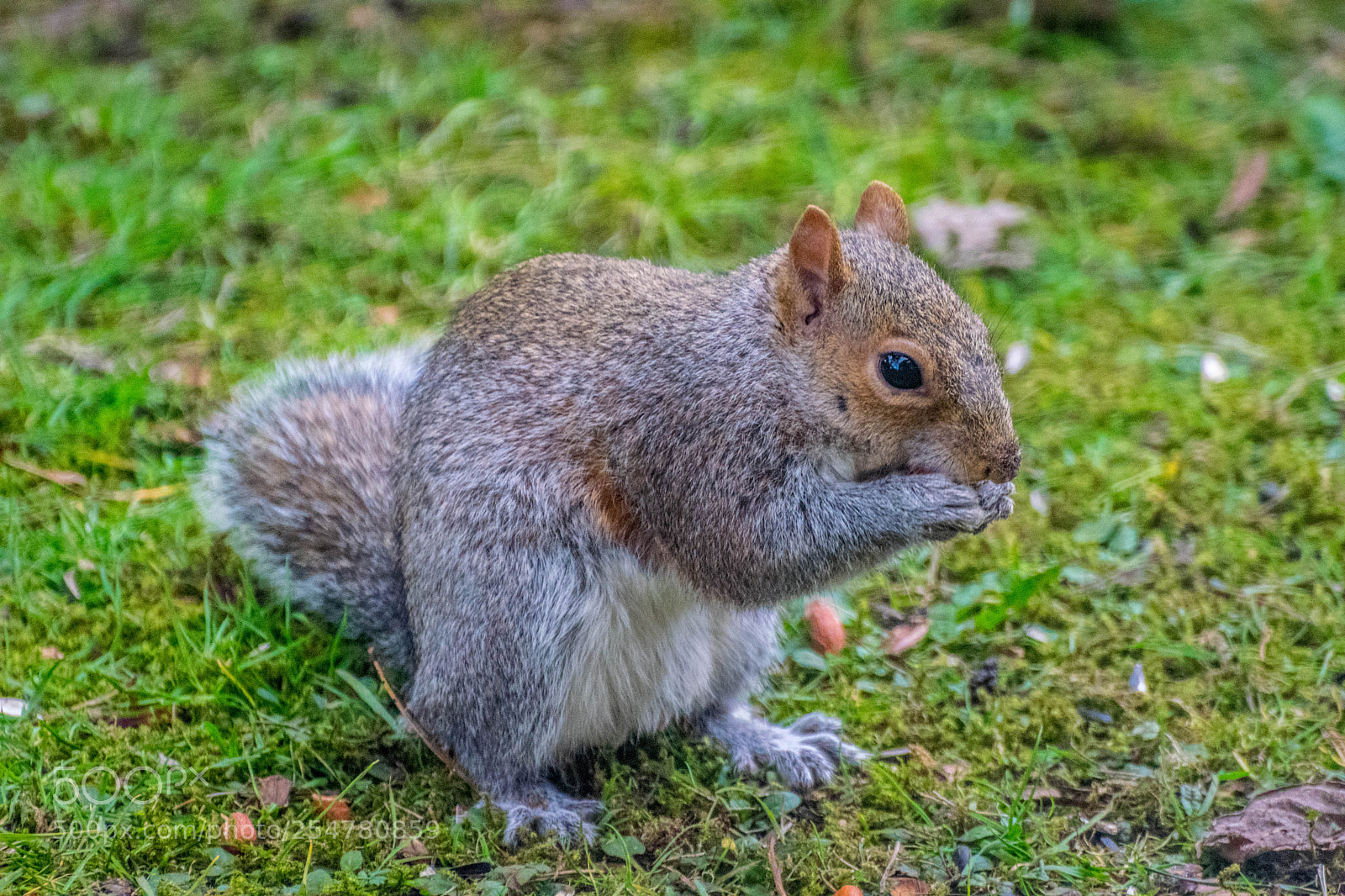 Nikon D3300 sample photo. Grey squirrel photography