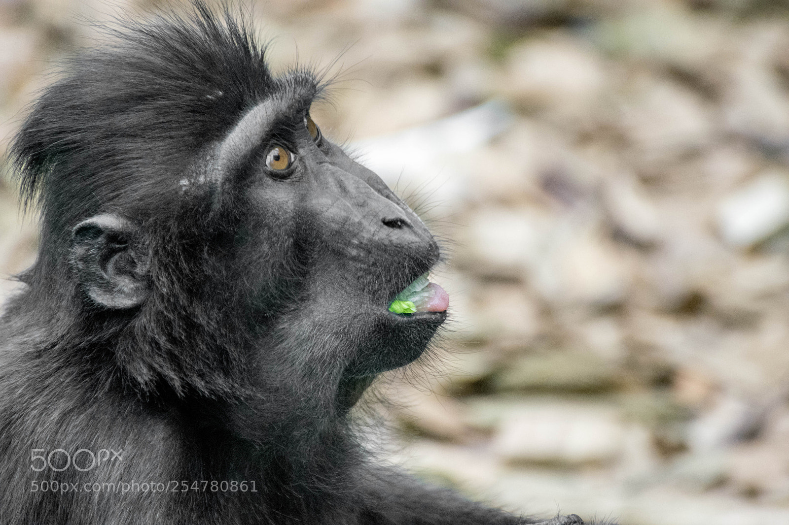 Nikon D3300 sample photo. Sulawesi crested macaque photography