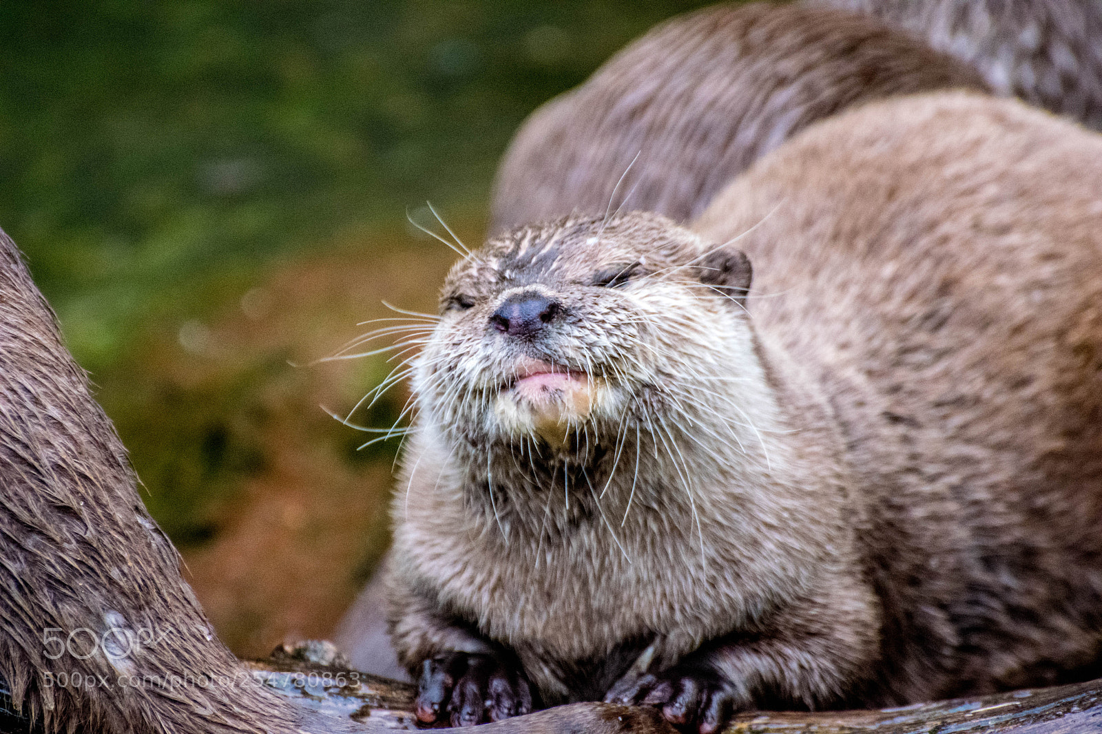 Nikon D3300 sample photo. Otter photography