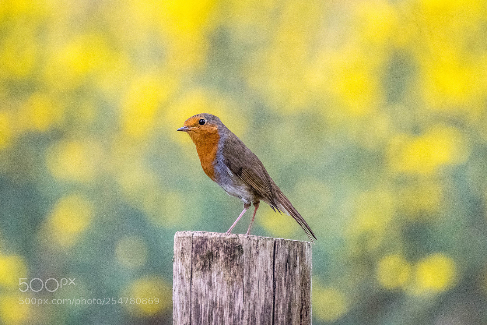 Nikon D3300 sample photo. European robin photography