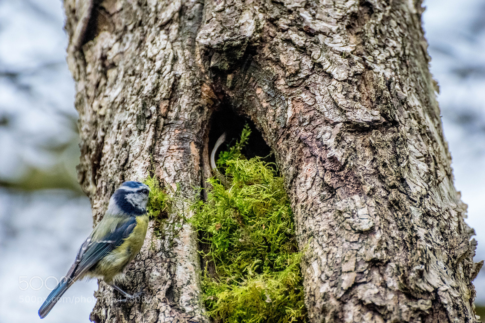 Nikon D3300 sample photo. Nesting blue tit photography