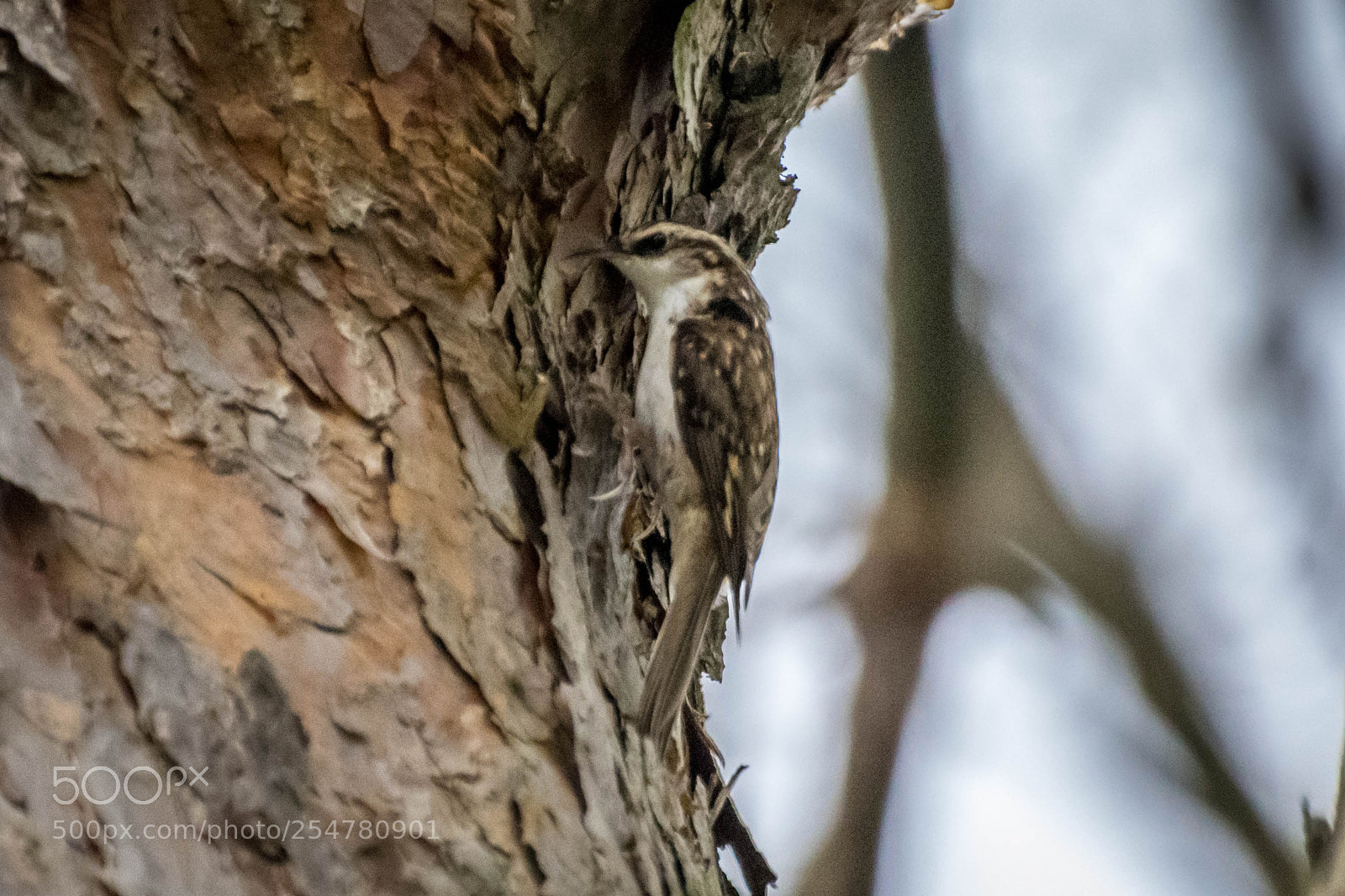 Nikon D3300 sample photo. Common treecreeper photography