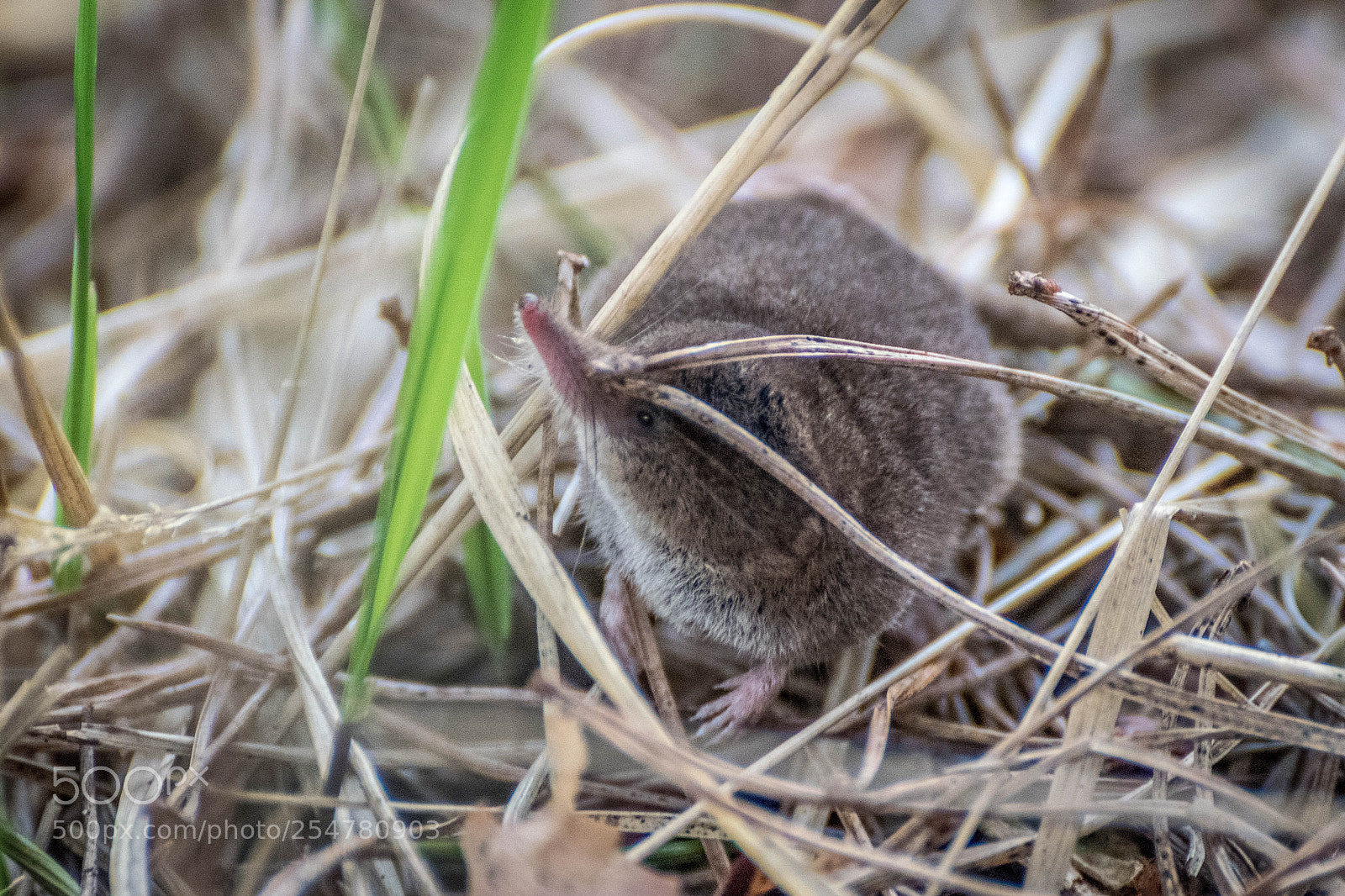 Nikon D3300 sample photo. Common shrew photography