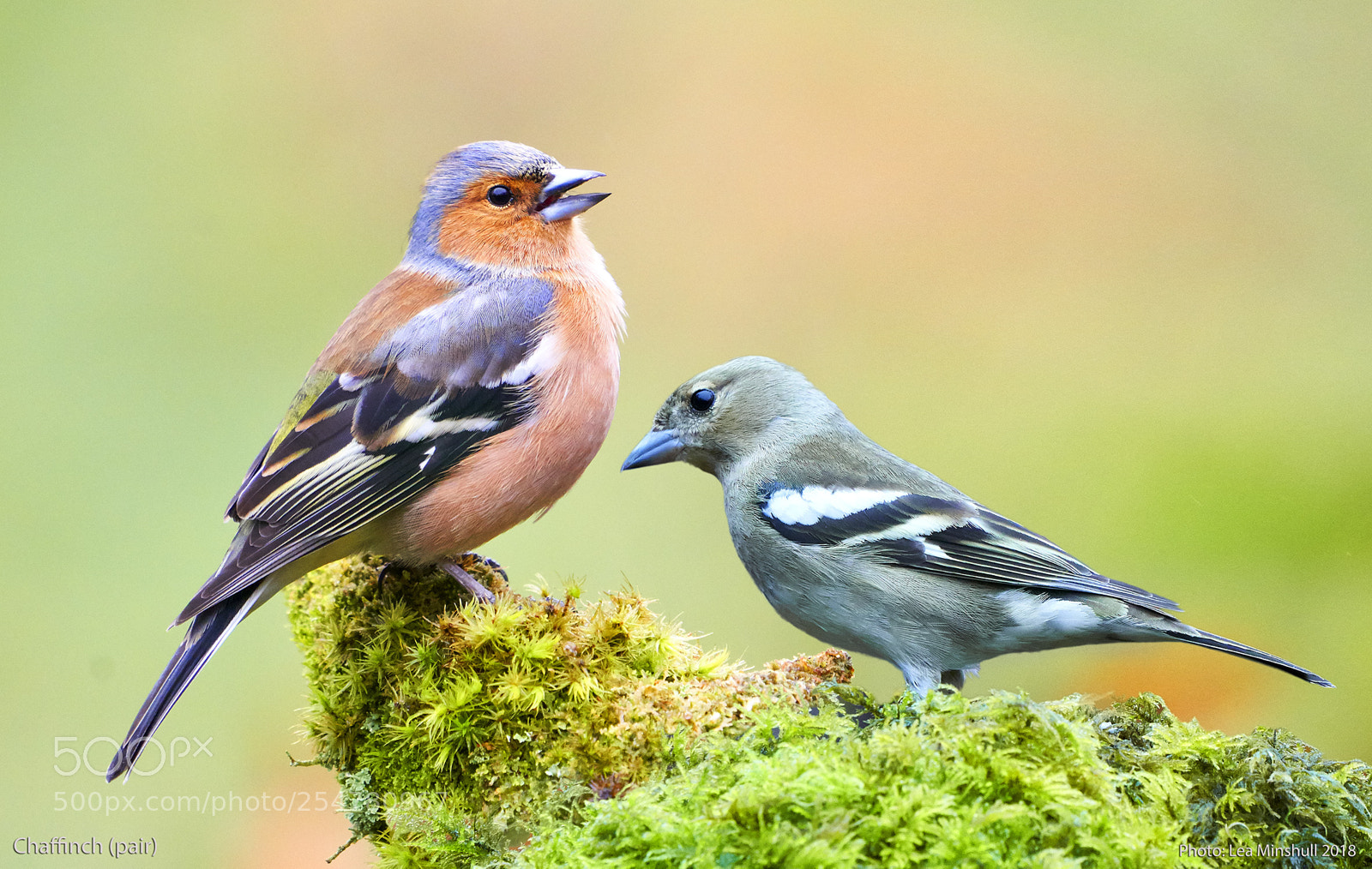 Sony a6500 sample photo. Chaffinch (pair) photography