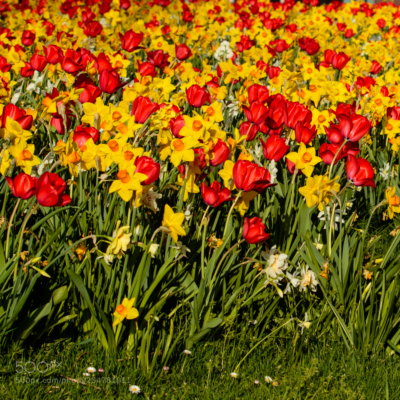 Canon EOS 7D Mark II sample photo. Colours of spring photography