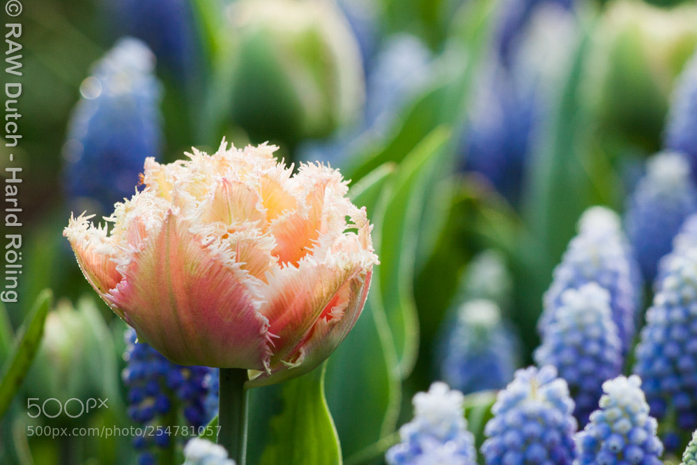 Canon EOS 50D sample photo. Untitled photography