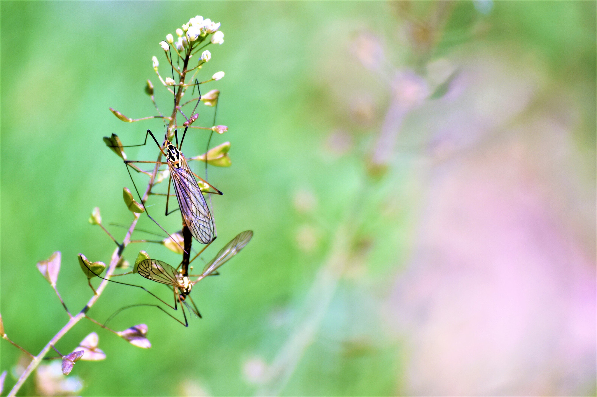 Nikon D3300 sample photo. Mating photography