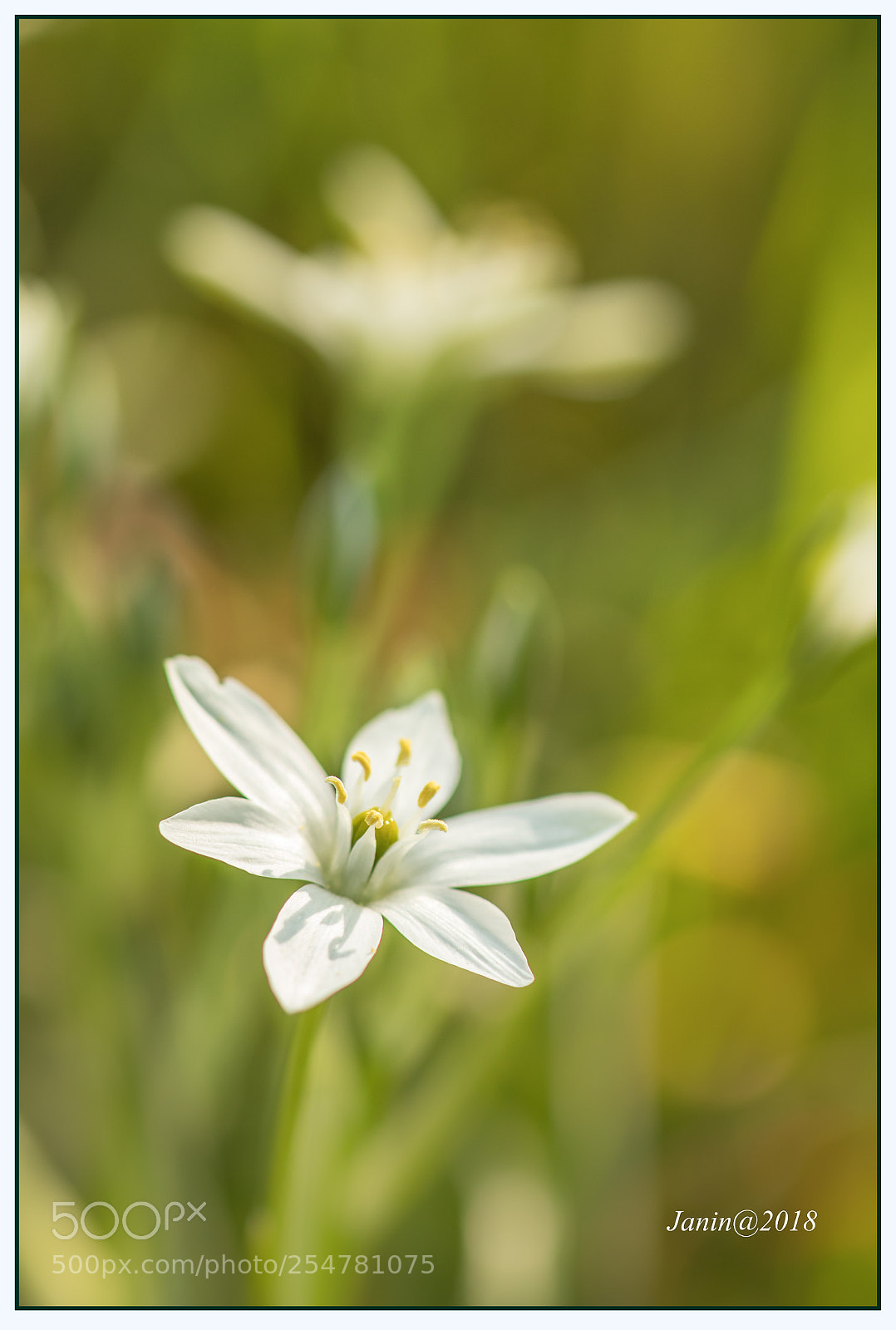 Canon EOS 77D (EOS 9000D / EOS 770D) sample photo. The star of bethlehem photography