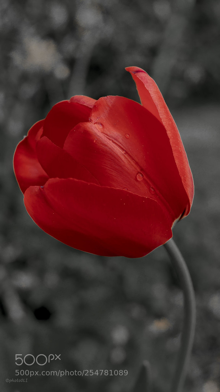 Panasonic Lumix DMC-GX8 sample photo. Tulip photography