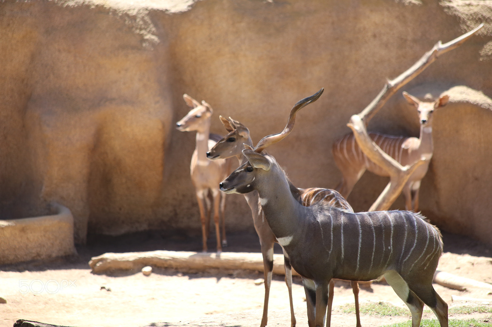 Canon EOS 6D sample photo. Lesser kudu photography
