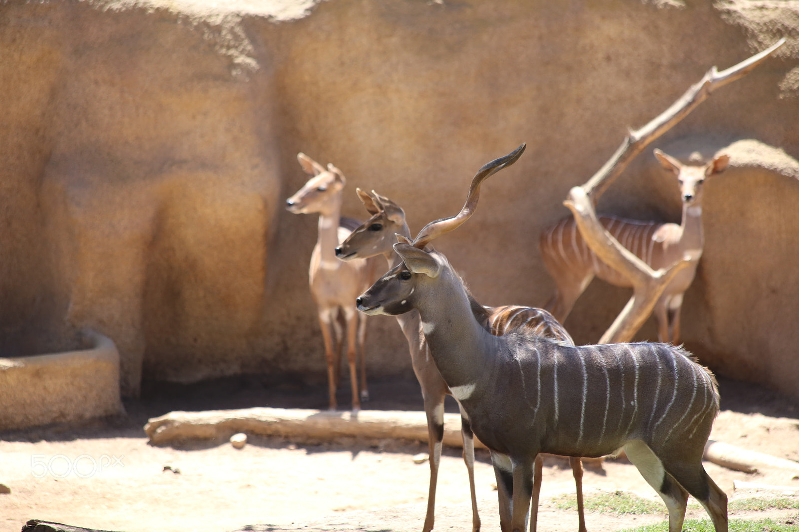 Canon EF 70-300mm F4-5.6 IS USM sample photo. Lesser kudu photography