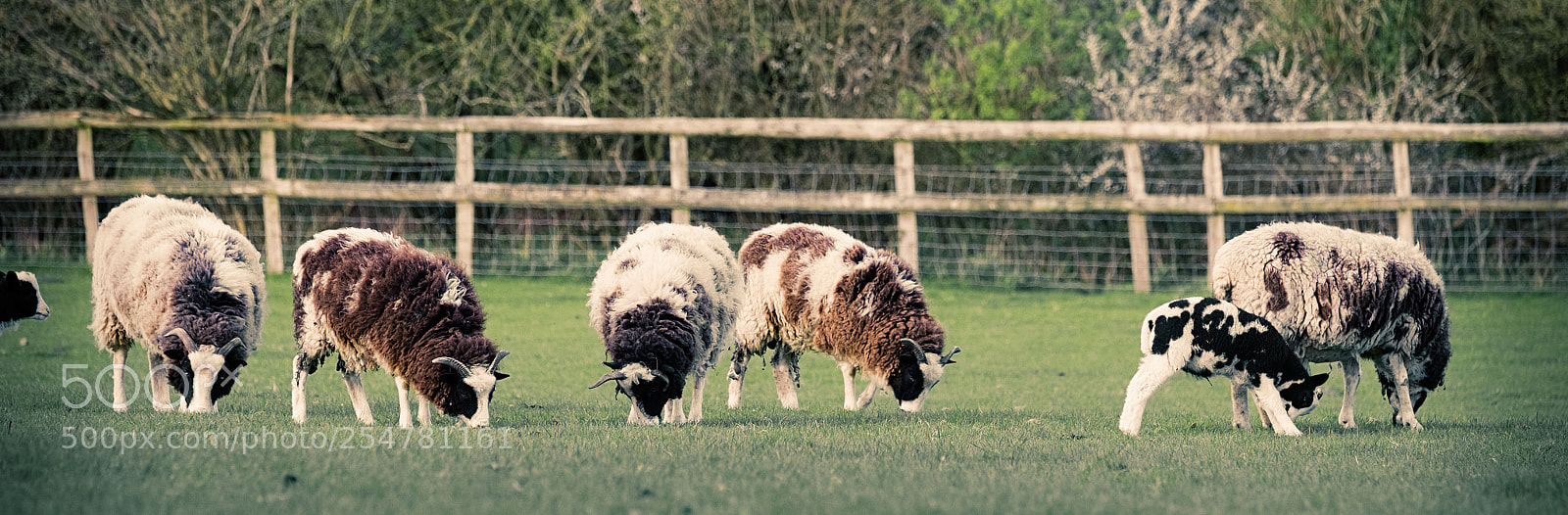 Fujifilm X-T1 sample photo. Jacob's flock 4390 photography