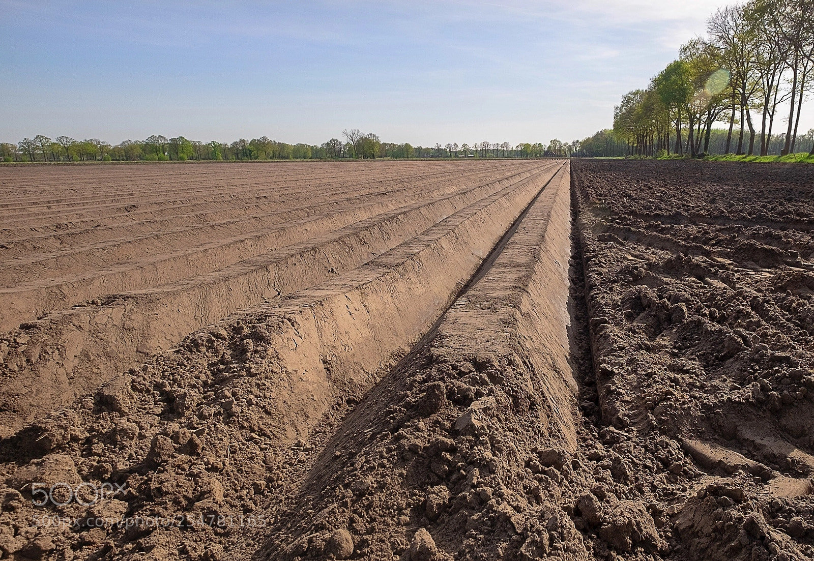 Fujifilm X-T1 sample photo. Seed potatos just planted photography
