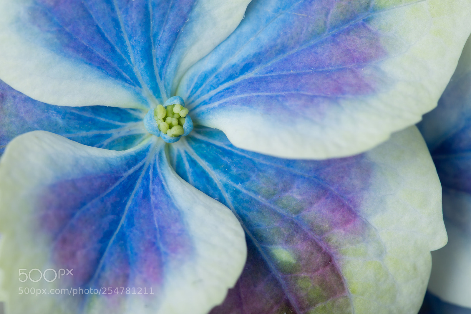 Canon EOS 6D Mark II sample photo. Hortensia photography
