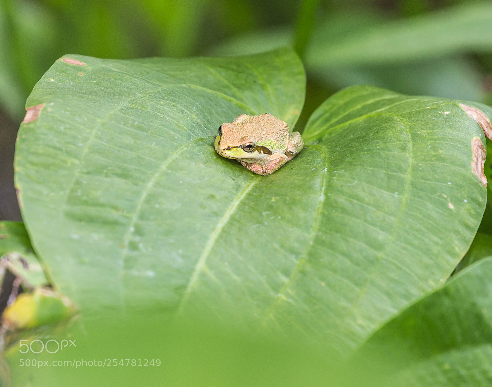 Canon EOS 600D (Rebel EOS T3i / EOS Kiss X5) sample photo. Leaf hopper photography