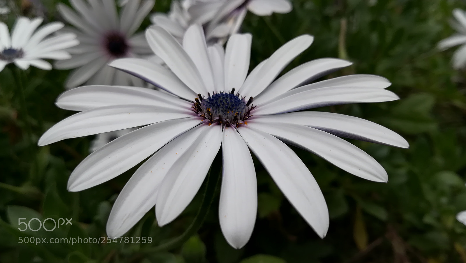 HUAWEI PRA-LX1 sample photo. Detail photography