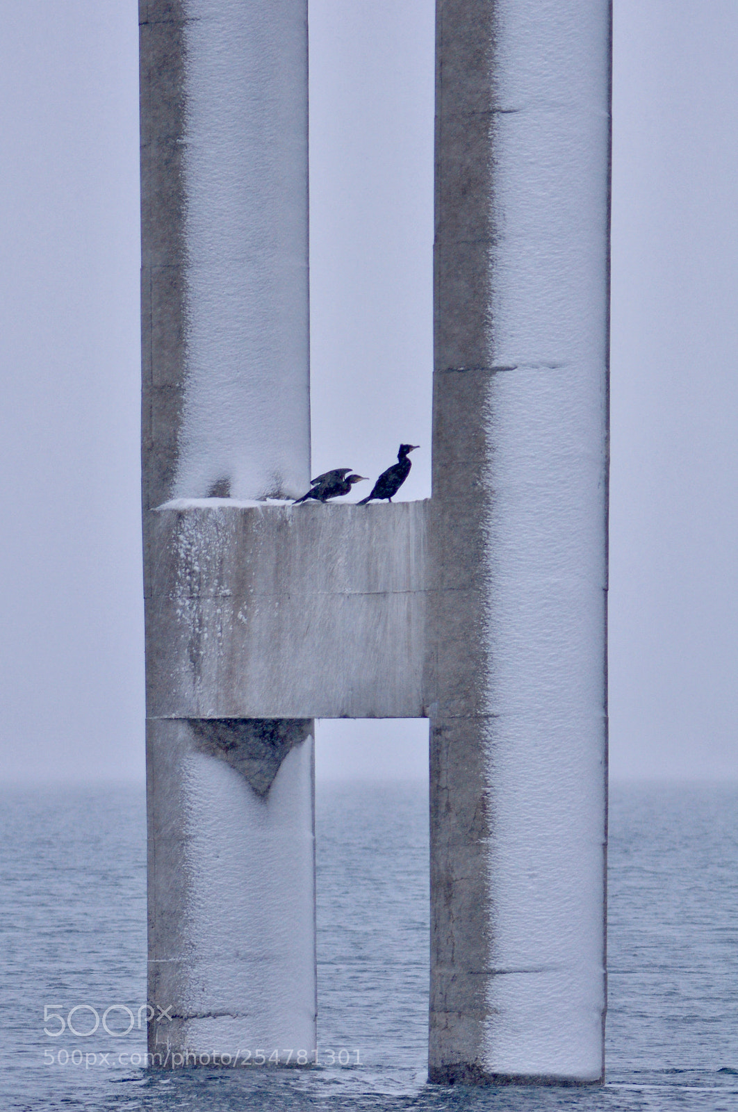 Nikon D90 sample photo. Resting colmorants photography