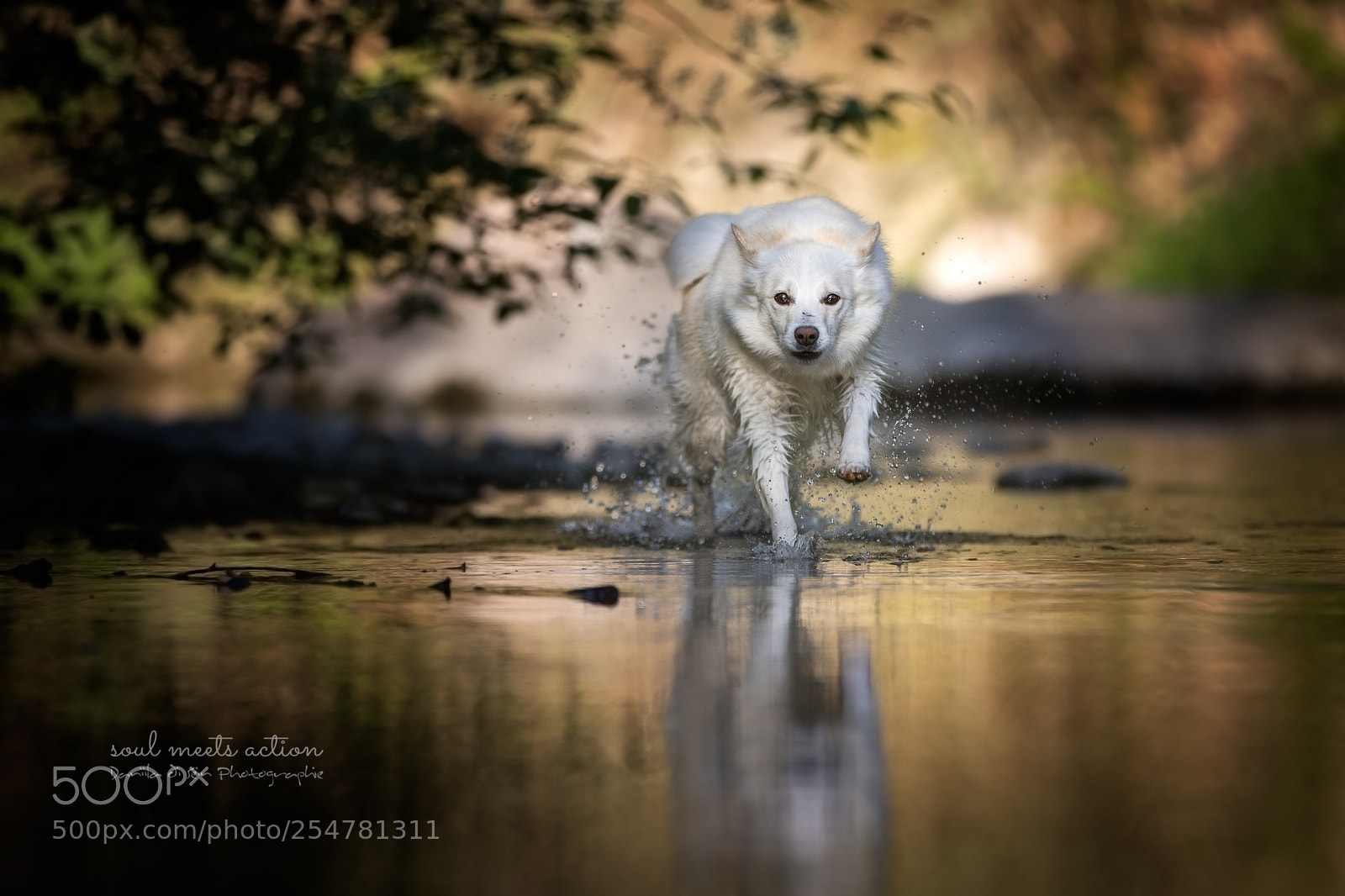 Canon EOS-1D X Mark II sample photo. Morning excercise... photography