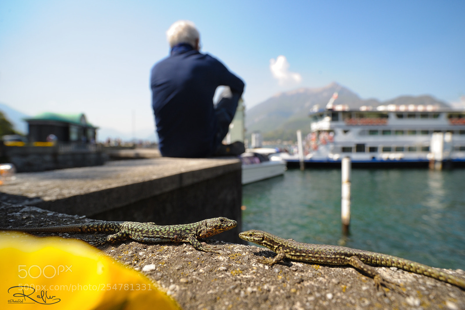 Nikon D3 sample photo. Lizards  photography
