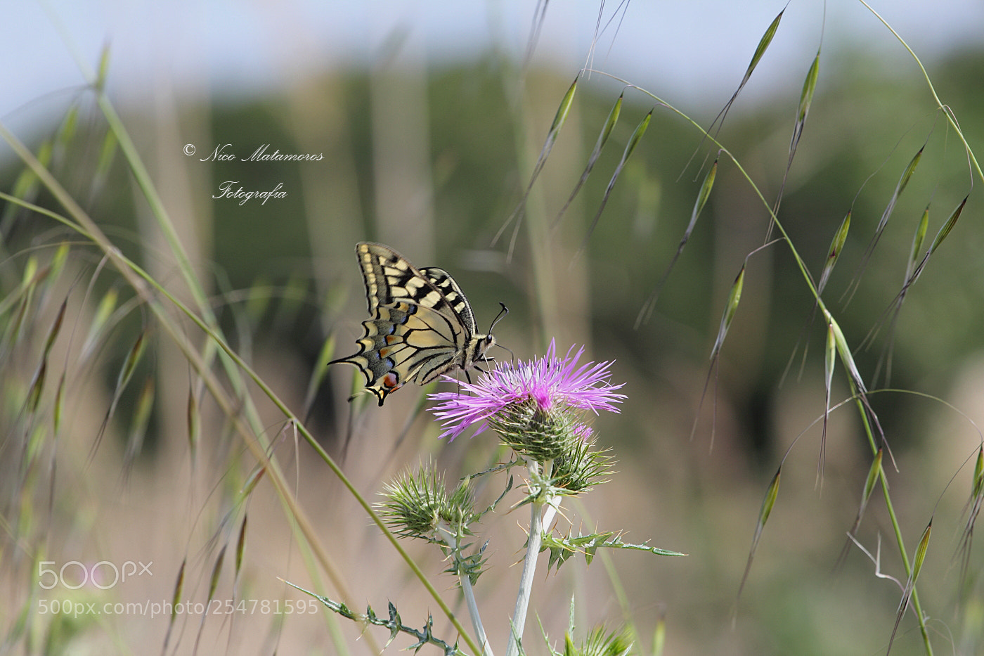 Canon EOS 60D sample photo. Papilio machaon photography