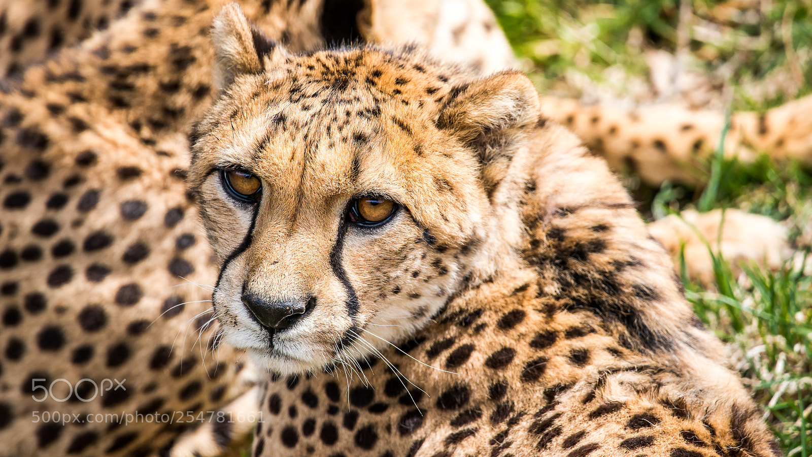 Nikon D800 sample photo. The look photography