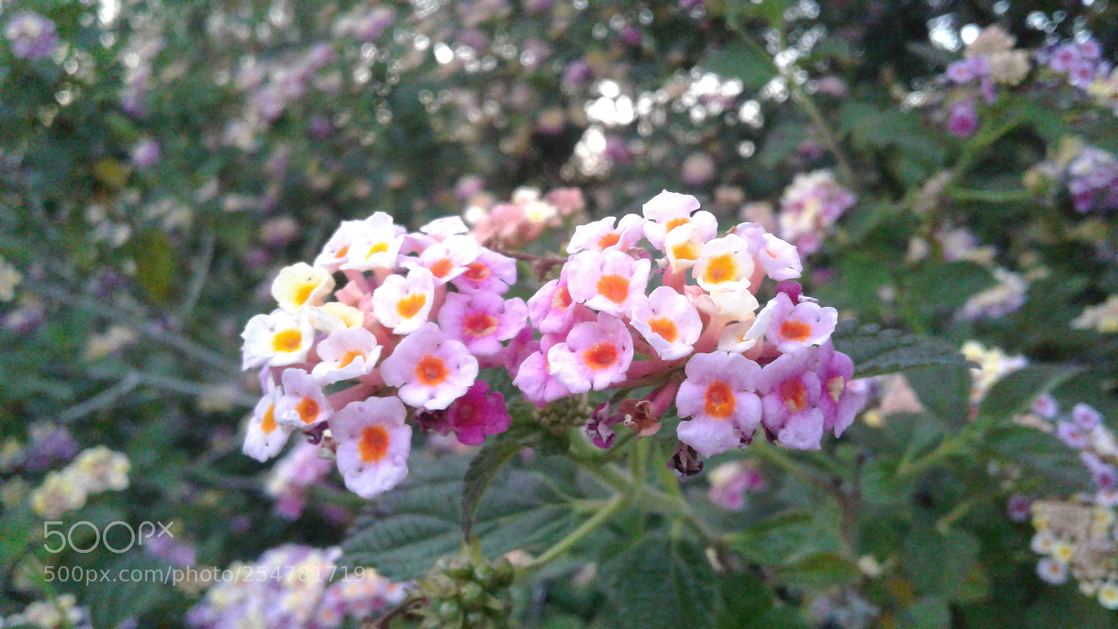 Samsung Galaxy J3(2016) sample photo. Flowers at the park photography