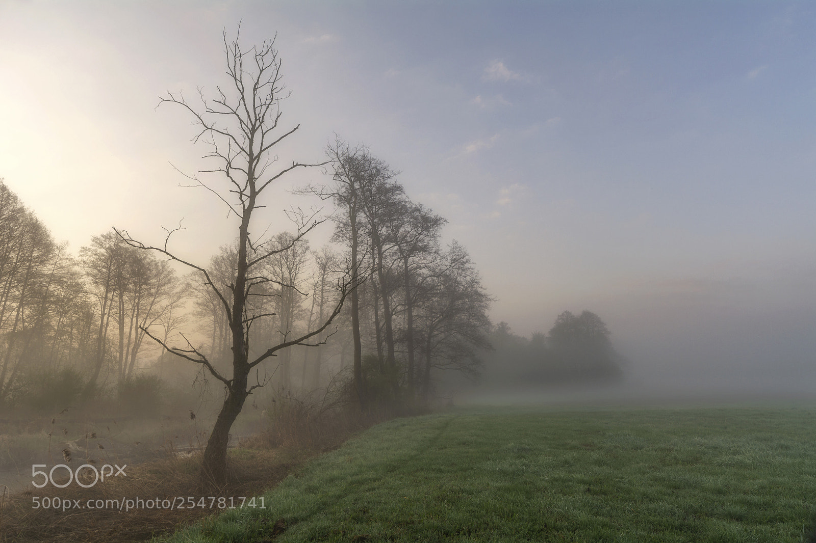 Nikon D5200 sample photo. Foggy morning photography