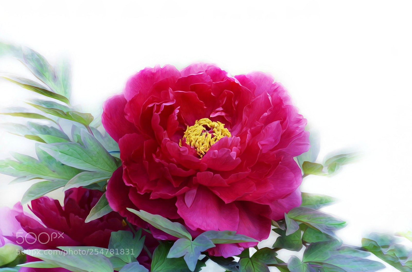 Nikon D3300 sample photo. Peony (3) photography