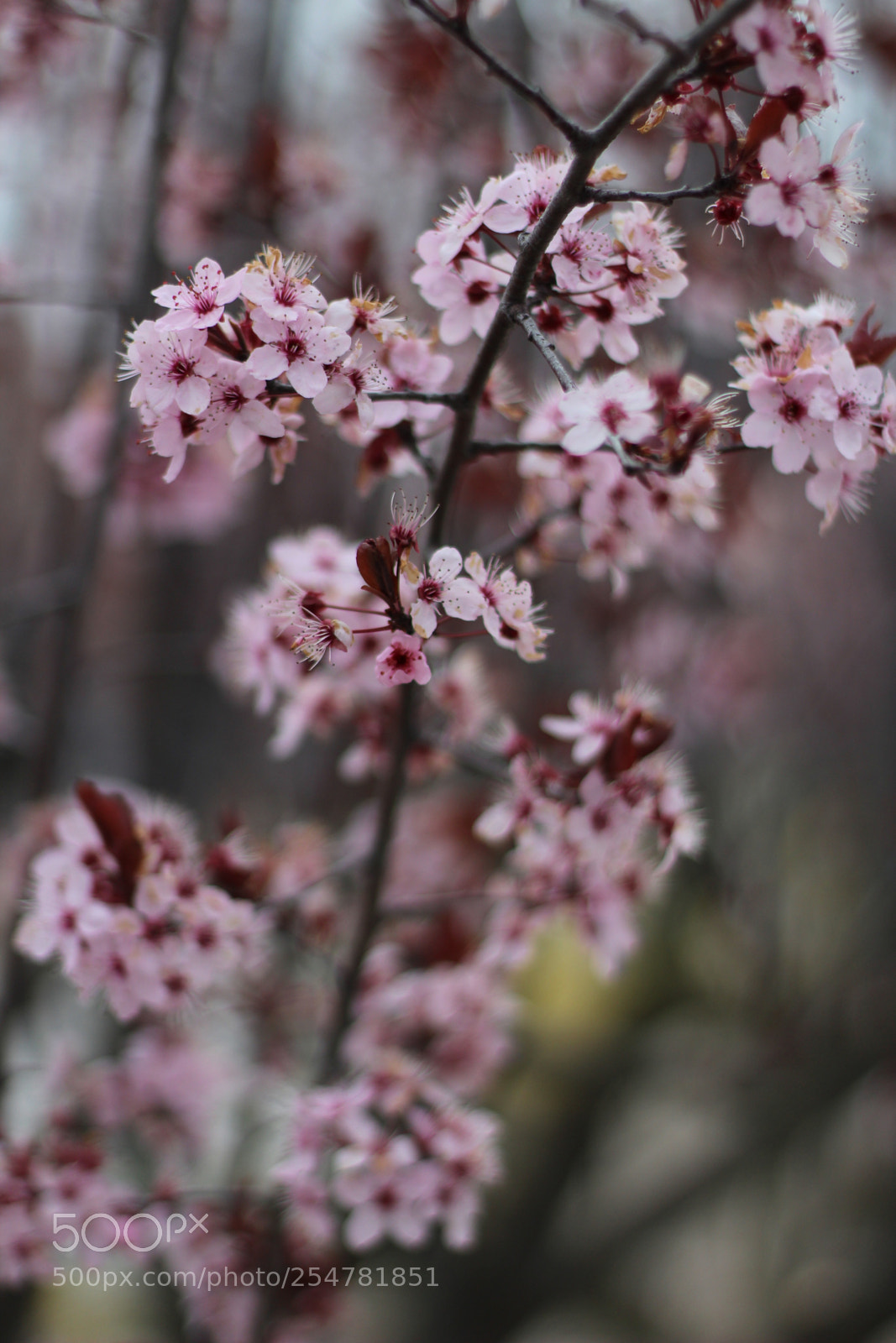 Canon EOS 1200D (EOS Rebel T5 / EOS Kiss X70 / EOS Hi) sample photo. Flowers in spring photography