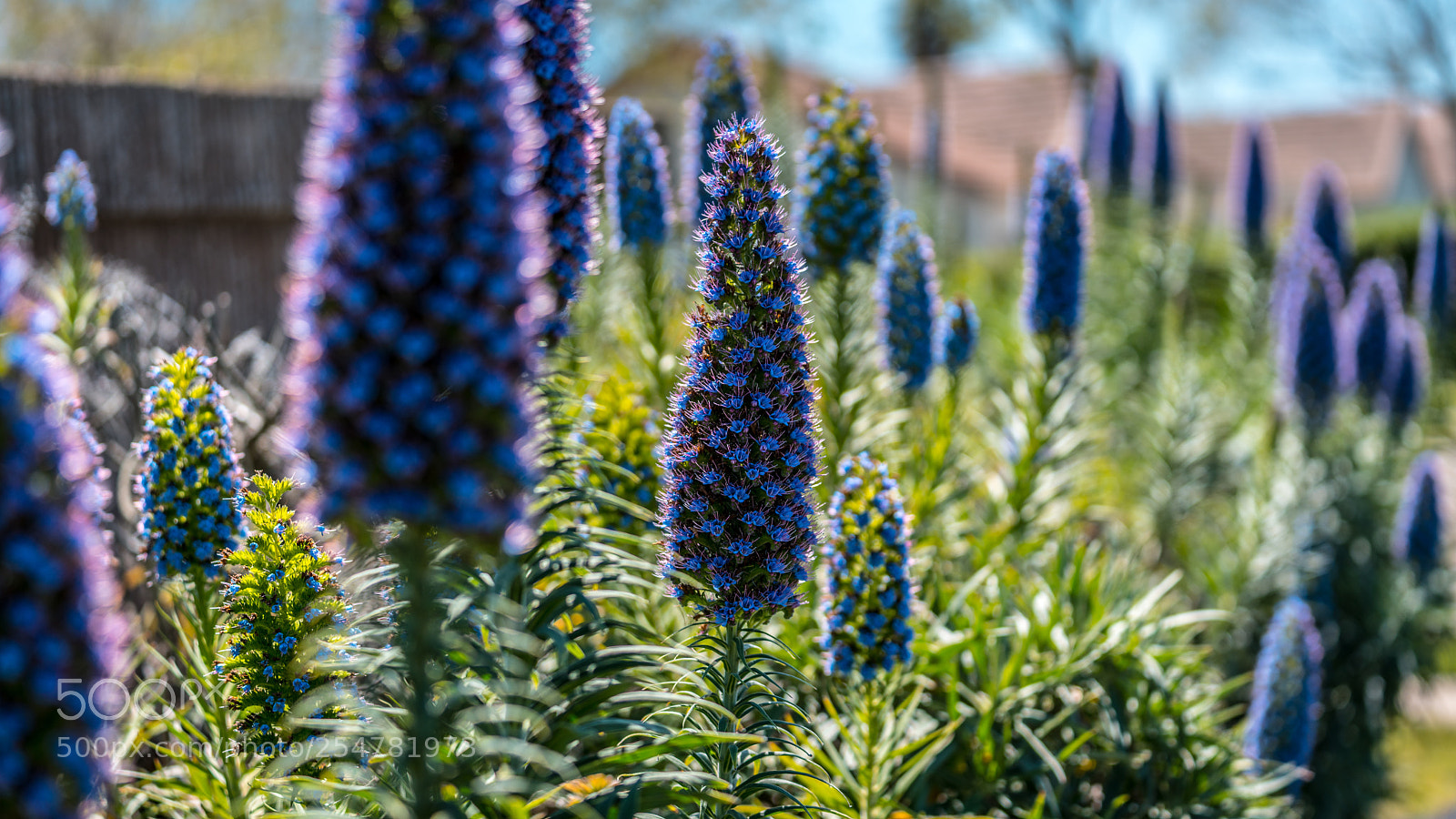 Sony a7R III sample photo. Color photography